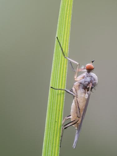 Rhamphomyia sp.